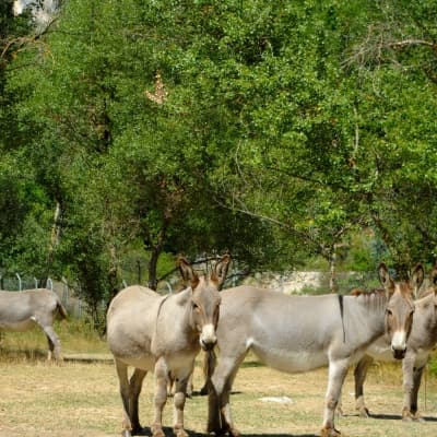 Balade à dos de mules