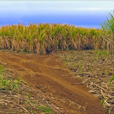 La route du sucre en jeep