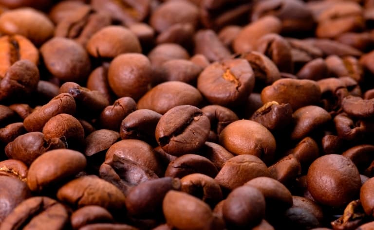 Découverte des plantations de café