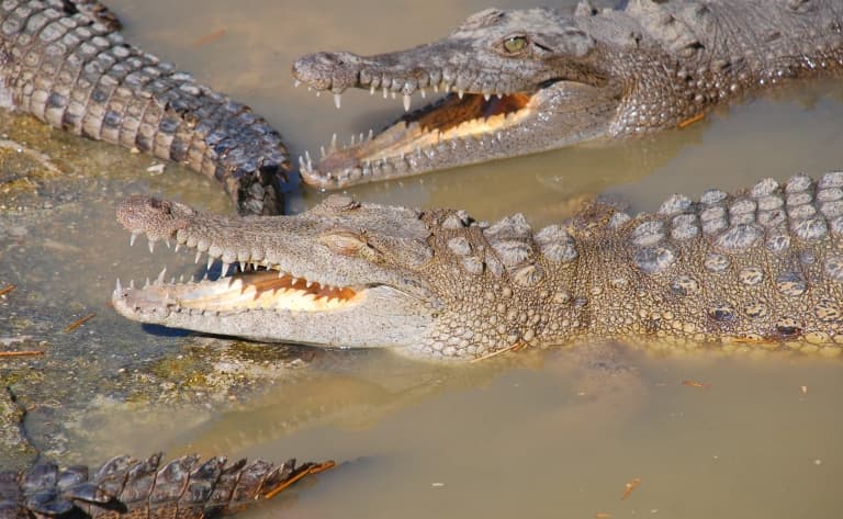 Ferme d'élevage de crocodiles